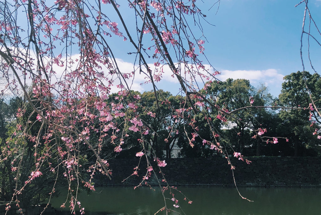 皇居の桜が咲きはじめ